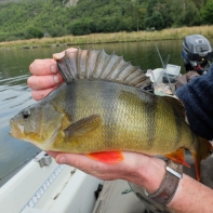 ></noscript> Last of my seasons perch. Number 48 over 2 lb”></p><p><small>> Last of my seasons perch. Number 48 over 2 lb</small></p></p></div></div></div></section></main></div><footer id=