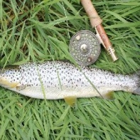 another nice Derwent trout fooled by a dry