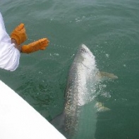 Yes its a Tarpon .. all 170lbs of it !